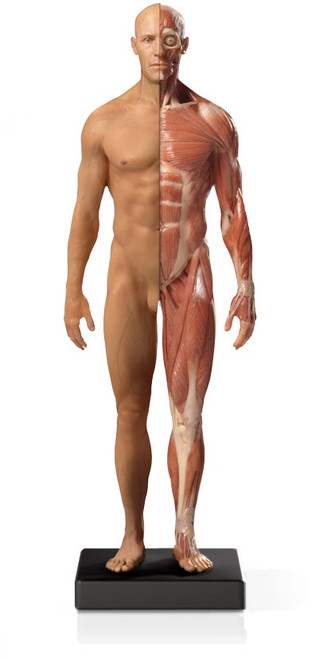 Mini Half-Muscular Anatomical Figure, Male