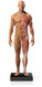 Mini Half-Muscular Anatomical Figure, Male
