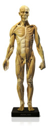 Anatomical Figure, Male - Antique Finish