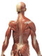 Anatomical Figure, Male - Hand Painted - Back