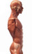 Anatomical Figure, Male - Hand Painted - Side