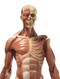 Anatomical Figure, Male - Hand Painted - Front