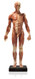 Anatomical Figure, Male - Hand Painted