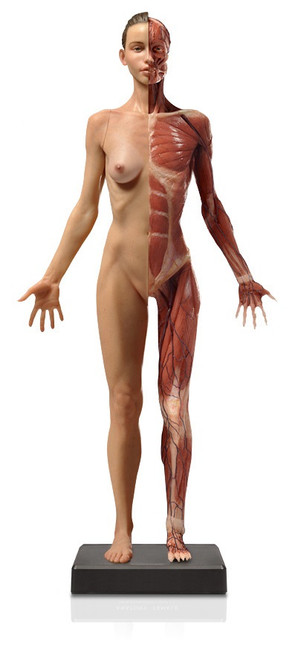 Anatomical Figure, Female - Hand Painted - Thumbnail