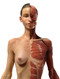 Anatomical Figure, Female - Hand Painted - Front