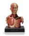 Anatomical Bust, Male - Hand Painted - Thumbnail