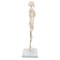 Mini Human Skeleton Model Shorty - Side