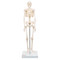 Mini Human Skeleton Model Shorty - Thumbnail