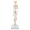 Mini Human Skeleton Model Shorty