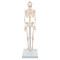 Mini Human Skeleton Model Shorty - Back