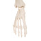 Mini Human Skeleton Model Shorty - Foot