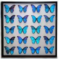 Giant Giant Blue Morpho Display - Thumbnail