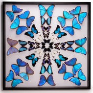 Blue Butterfly Starburst - Thumbnail