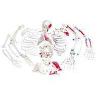 Disarticulated Human Skeleton Model with Painted Muscles