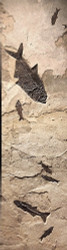 Framed Fossil Fish Mural - Large