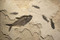 Fossil Fish Mural
