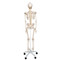 Flexible Human Skeleton Model - Back