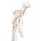 Flexible Human Skeleton Model - Front