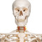 Flexible Human Skeleton Model - Closeup