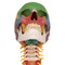 Didactic Human Skull Model on Cervical Spine
