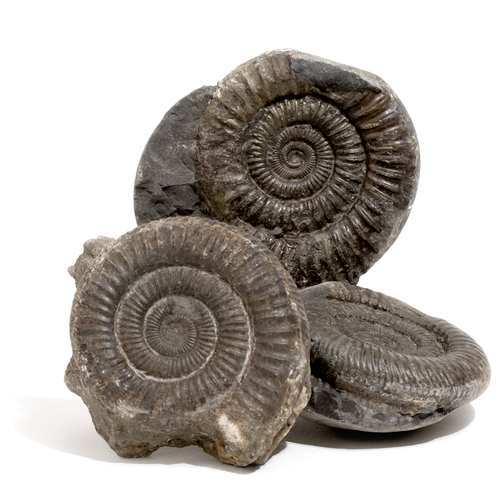 Fossil Ammonite - Dactylioceras sp. - Thumbnail