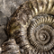 Fossil Ammonite - Dactylioceras sp. - Closeup