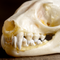Greater Short-nosed Fruit Bat Skull - Closeup