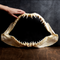 Shortfin Mako Shark Jaw - Scale
