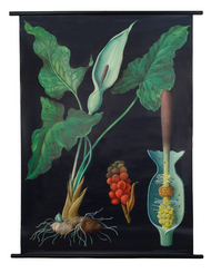 Arum Botanical Poster