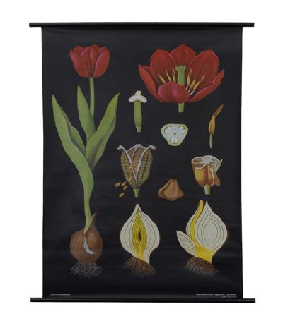 Tulip Botanical Poster