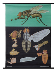 House Fly Zoological Poster