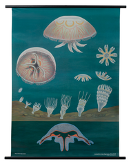 Jellyfish Zoological Poster