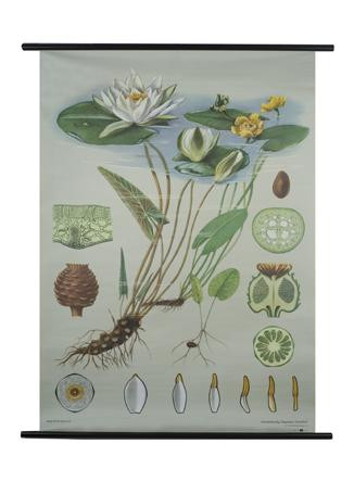 White Water Lily Botanical Poster