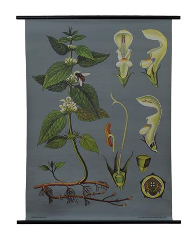 White Dead-nettle Botanical Poster