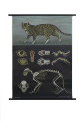 Domestic Cat Zoology Poster