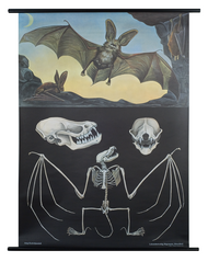Long-Eared Bat Zoological Poster