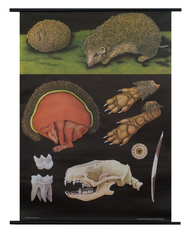 Hedgehog Zoological Poster
