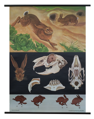 Hare/Wild Rabbit Zoological Poster