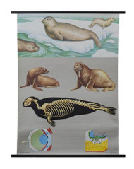 Common Seal Zoology Poster