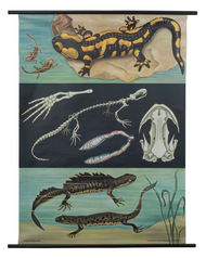 Salamander and Newt Zoological Poster