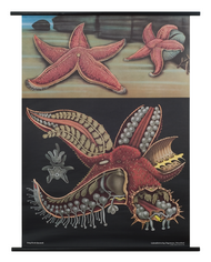 Common Starfish Zoological Poster