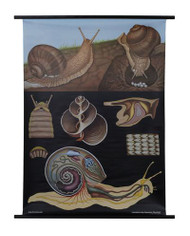 Edible Snail Zoology Poster