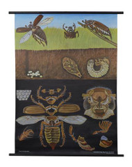 Cockchafer Zoology Poster