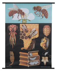 Honey Bee Zoological Poster