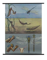 Blue Dragonfly Zoology Poster