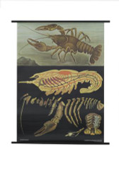 Crayfish Zoology Poster