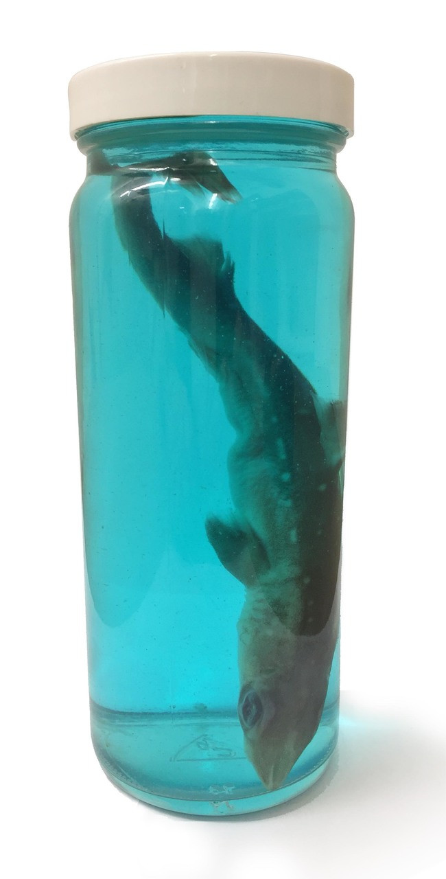 Shark In A Jar Evolution Store