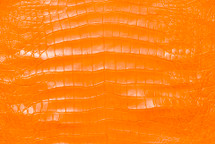 American Crocodile Skin Belly Matte Orange 55/59 cm Grade 4