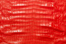 American Crocodile Skin Belly Matte Red 55/59 cm Grade 4