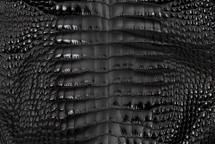 Alligator Skin Belly Glazed Black 30/34 cm Grade 3